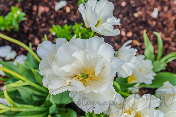 Dallas Blooms